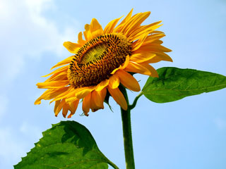 sunflower.jpg